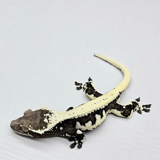 엘사