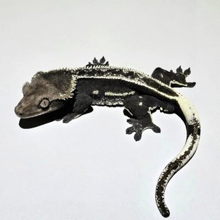 해리