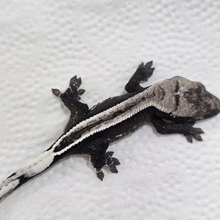 아잔틱 슈퍼스트라이프 풀핀