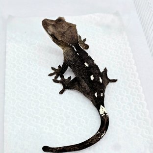 Axanthic
