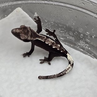 Axanthic