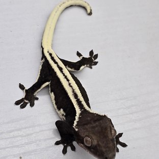 릴잔틱 슈퍼스트라이프