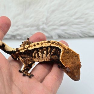 텐저린 트라이 세이블