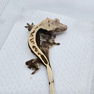 100% Het Axanthic Quad Full Pinstripe Black