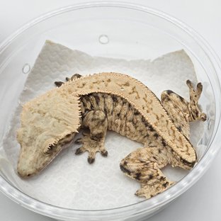 트라이 쿼드 풀핀