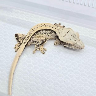 Tri Drippy Quad Full Pinstripe White Spot