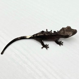Axanthic