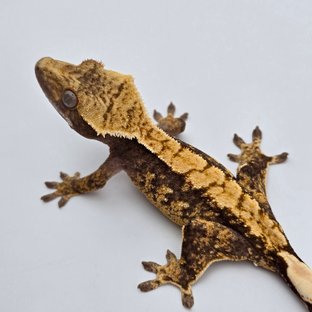 100%헷아잔틱 드리피