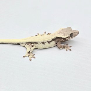 Sable Lilly 100% Het Axanthic Solid Back