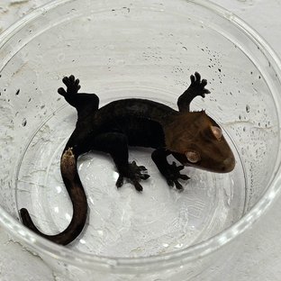 Charcoal