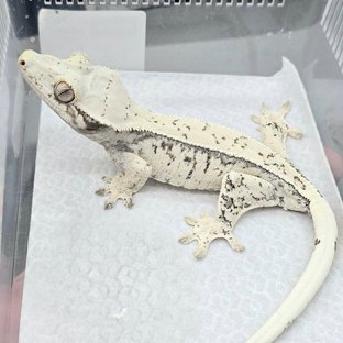 Drippy White Spot Quad White