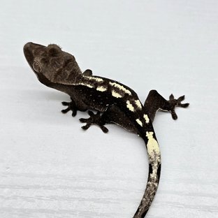 Axanthic