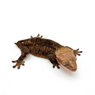 카푸치노 100%헷아잔틱