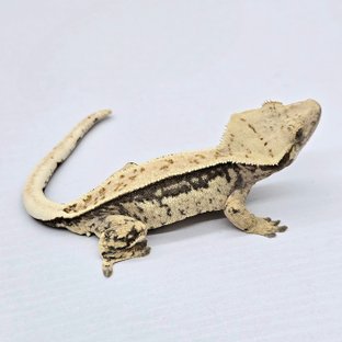100% Het Axanthic