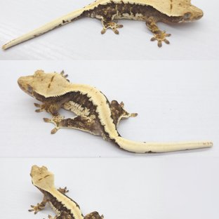 릴리100%헷아잔틱 솔리드백