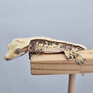 100% Het Axanthic Drippy Tri Full Pinstripe White Pin