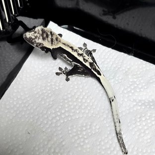 Axanthic Quad Pinstripe