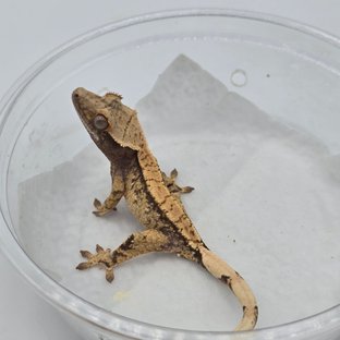 100%헷아잔틱 드리피 화이트스팟