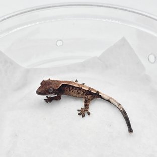 세이블 드리피 화이트스팟 다크 트라이