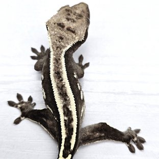 아잔틱 슈퍼스트라이프