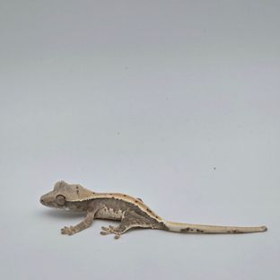 Lilly 100% Het Axanthic