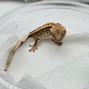 Tri Full Pinstripe