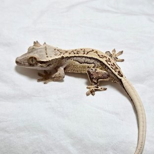 Full Pinstripe Quad White