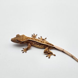 노멀 풀핀 쿼드