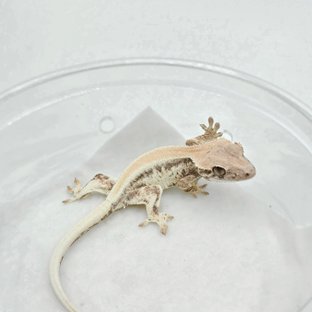 릴리 세이블 솔리드백 화이트