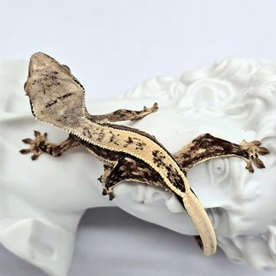 트라이 드리피 쿼드 풀핀 화이트스팟