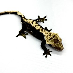 100% Het Axanthic Flame Black