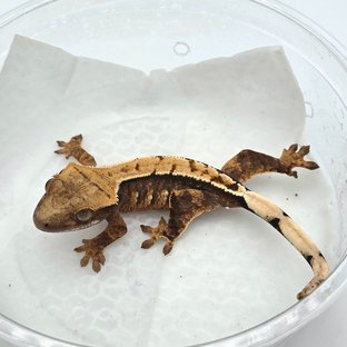 100% Het Axanthic