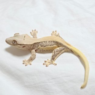 L051