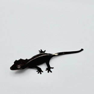 Axanthic