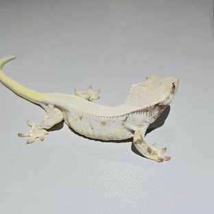 Lilly White Solid Back Tri Cream