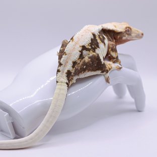 Lilly White Tri Solid Back