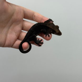 C-26