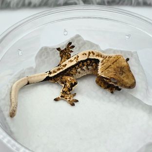 트라이 바브 레이지 핀스트라이프 텐저린