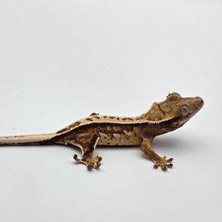 트라이 쿼드 풀핀 화이트스팟