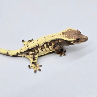 세이블27