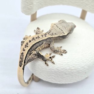 쿼드 풀핀 슈퍼스트라이프