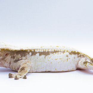 트라이 드리피 솔리드백 풀핀 화이트스팟