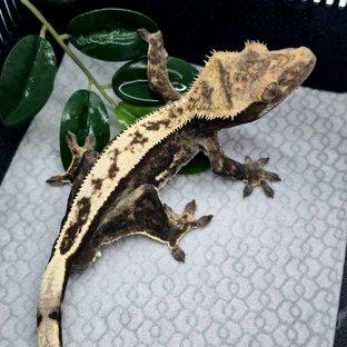 100%헷아잔틱 풀핀 쿼드