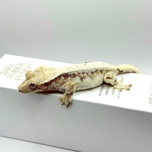 세피아