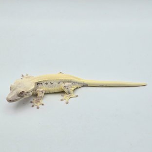 Lilly White Tri Solid Back