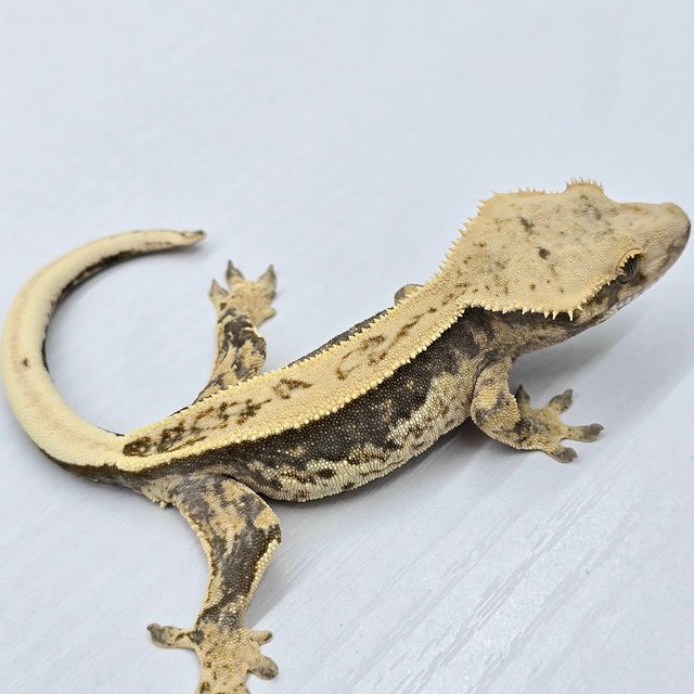 100% Het Axanthic Super Stripe