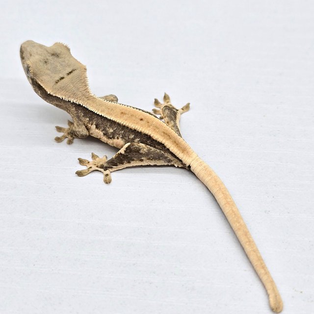 릴리100%헷아잔틱