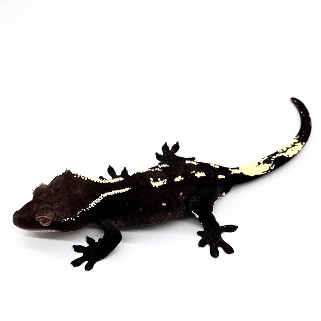 아잔틱 블랙 화이트크라운