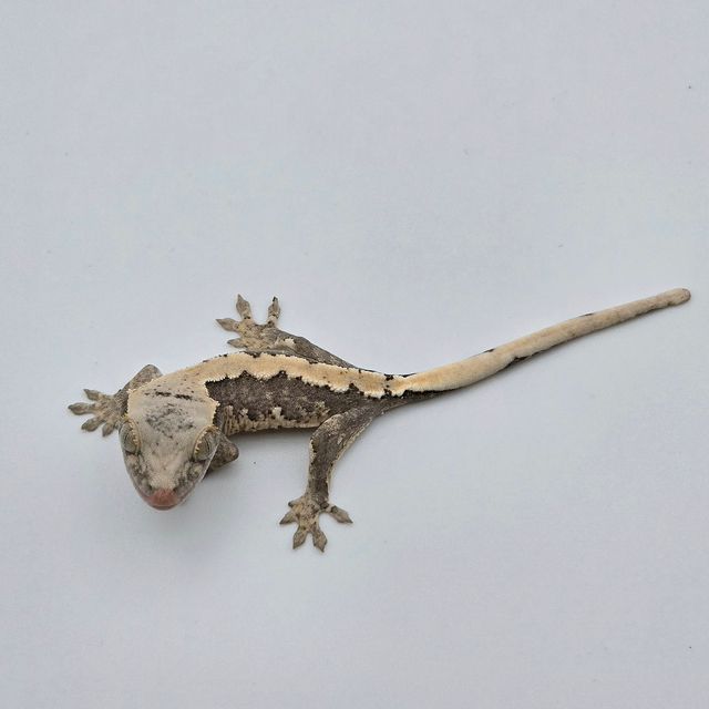 릴리100%헷아잔틱