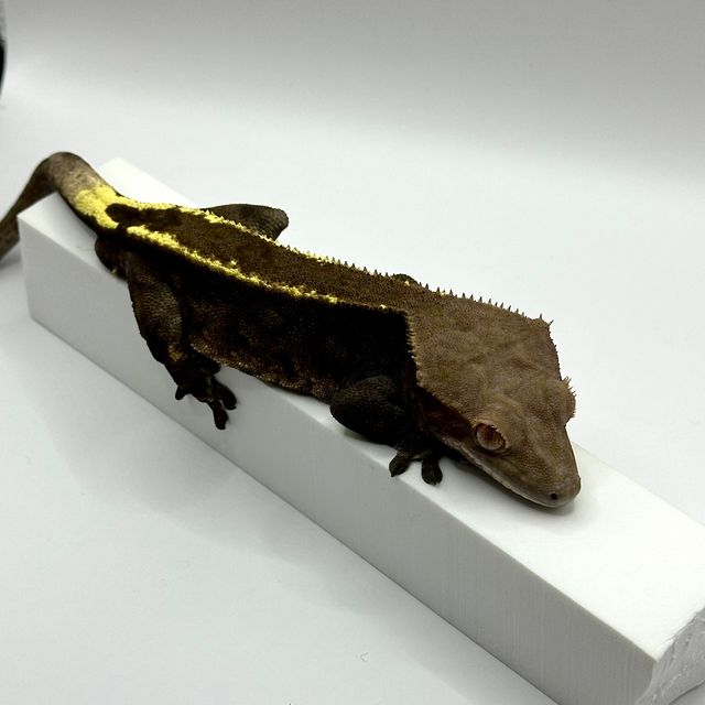 카푸치노